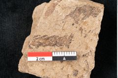 Foto (Detailansicht) von Araucaria sternbergii Goeppert (NHMW-GEO-2024-0188-8304)